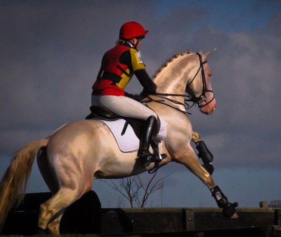 Akhal Teke eventing stallion